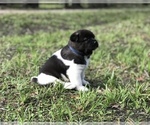 Small Photo #7 Akita Puppy For Sale in INGLIS, FL, USA
