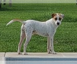 Small #1 Pointer-Staffordshire Bull Terrier Mix