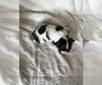 Small Photo #9 Cocker Spaniel Puppy For Sale in LEANDER, TX, USA
