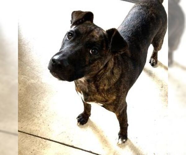 Medium Photo #10 Mutt Puppy For Sale in Sistersville, WV, USA