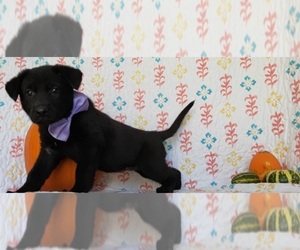 German Shepherd Dog Puppy for sale in LANCASTER, PA, USA