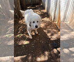 Small #3 Great Pyrenees Mix
