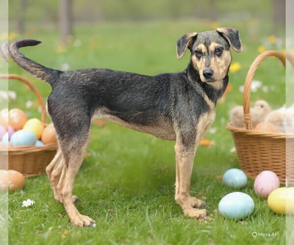 Medium Photo #4 Mutt Puppy For Sale in Talladega, AL, USA