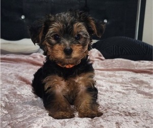 Yorkshire Terrier Puppy for sale in KILLEEN, TX, USA