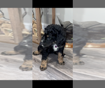 Small #2 Aussiedoodle-Bernedoodle Mix