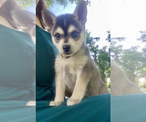 Alaskan Klee Kai Puppy for sale in GLENDALE, AZ, USA