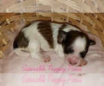 Small Photo #2 Morkie Puppy For Sale in ATHENS, AL, USA