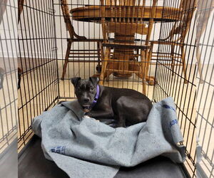 Mutt Dogs for adoption in Shelburne, VT, USA