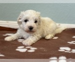 Small #2 Havanese