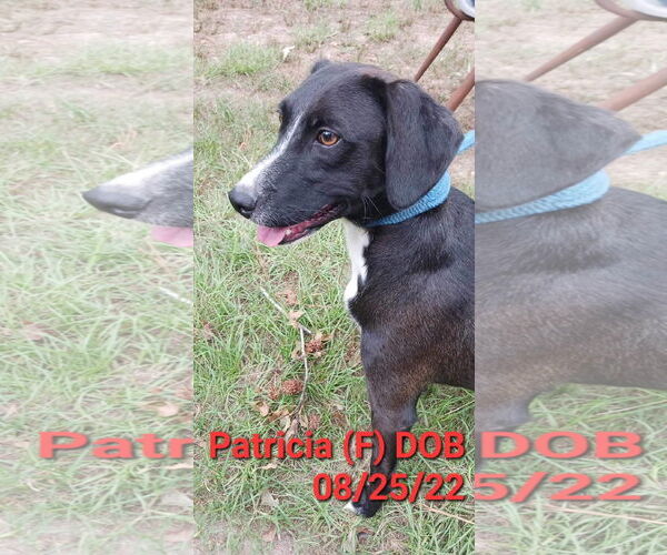 Medium Photo #4 Mutt Puppy For Sale in Farmerville, LA, USA