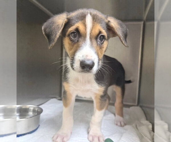 Medium Photo #3 Beagle-Unknown Mix Puppy For Sale in MECHANICSBURG, PA, USA