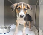 Small #2 Beagle Mix