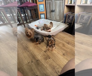 Mother of the Yorkshire Terrier puppies born on 11/17/2025