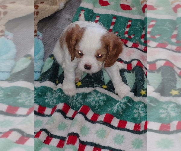 Medium Photo #9 Cavalier King Charles Spaniel Puppy For Sale in GRAHAM, WA, USA