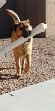 Medium Photo #1 Shepradors Puppy For Sale in QUEEN CREEK, AZ, USA