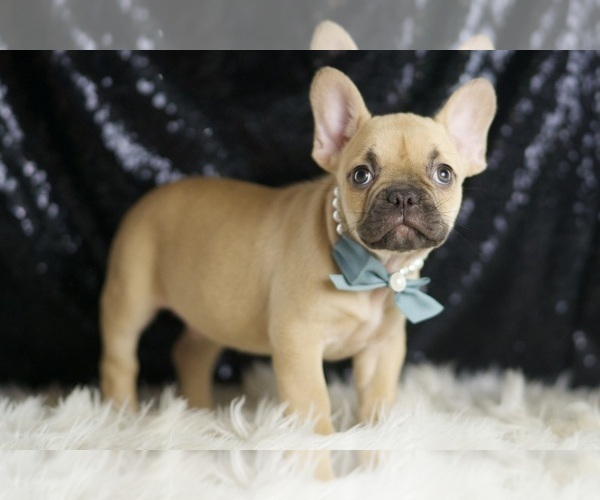 Medium Photo #4 French Bulldog Puppy For Sale in WARSAW, IN, USA