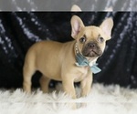 Small #3 French Bulldog