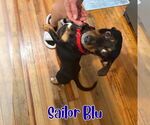 Small #5 Dachshund