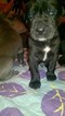 Small Photo #1 Great Dane Puppy For Sale in MIDLAND, MI, USA