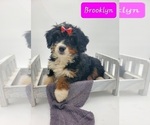 Small Photo #2 Miniature Bernedoodle Puppy For Sale in GOSHEN, IN, USA