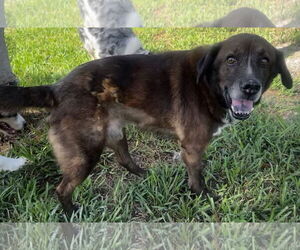 Labrador Retriever-Spaniel Mix Dogs for adoption in Royal Palm Beach, FL, USA