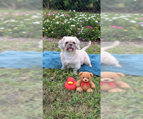 Medium Photo #6 Shih Tzu Puppy For Sale in Weston, FL, USA