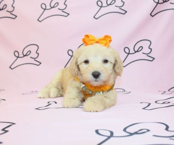 Medium Photo #11 Maltipoo Puppy For Sale in LAS VEGAS, NV, USA