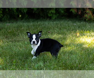 Boston Terrier Puppy for sale in MILFORD, IN, USA