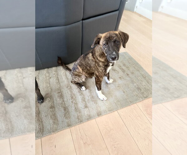 Medium Photo #2 Labrador Retriever-Unknown Mix Puppy For Sale in Salt Lake City, UT, USA