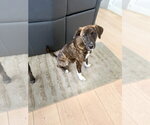 Small #1 Labrador Retriever Mix
