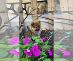 Small Photo #11 Pomeranian Puppy For Sale in GREENWOOD, WI, USA