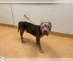 Small American Bulldog Mix