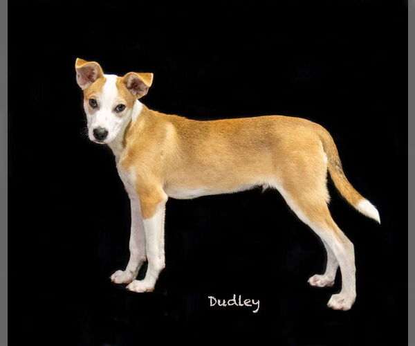 Medium Photo #1 Mutt Puppy For Sale in Hot Springs Village, AR, USA