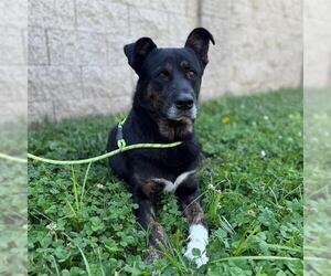 Anatolian Shepherd-Unknown Mix Dogs for adoption in Modesto, CA, USA
