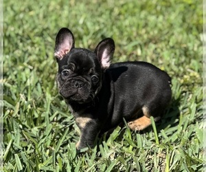 French Bulldog Puppy for sale in CORAL SPRINGS, FL, USA