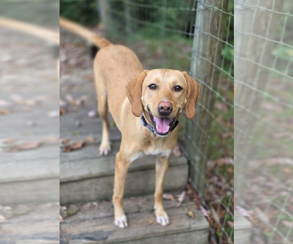 Medium Photo #7 Labbe Puppy For Sale in Woodsfield, OH, USA