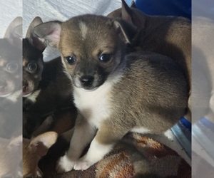 Chihuahua Puppy for sale in SPOTSYLVANIA, VA, USA