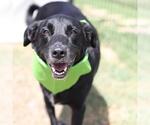 Small #1 Collie-Labrador Retriever Mix