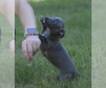 Small #6 Chihuahua