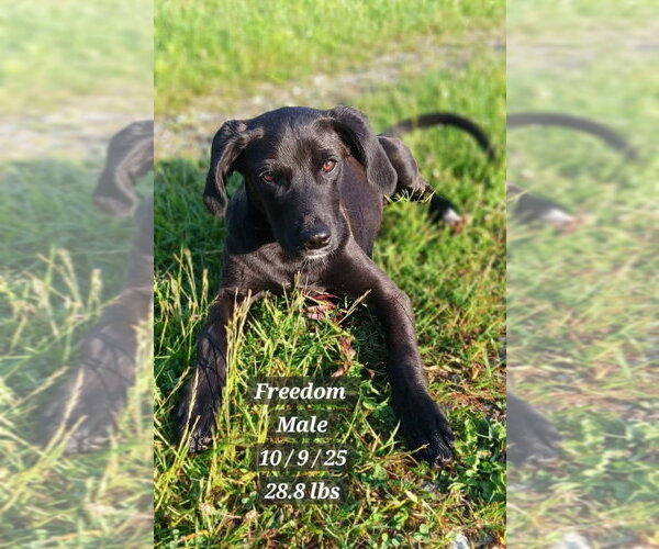 Medium Photo #2 Labrador Retriever-Unknown Mix Puppy For Sale in Springdale, PA, USA