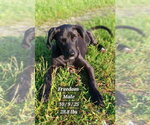 Small #1 Labrador Retriever Mix