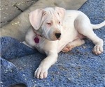 Small Photo #10 Dogo Argentino Puppy For Sale in ALBUQUERQUE, NM, USA