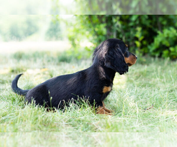 Medium Photo #6 Dachshund Puppy For Sale in WARSAW, IN, USA