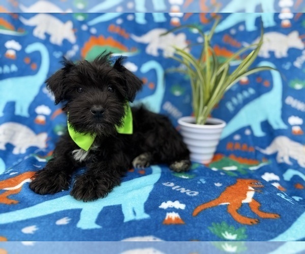 Medium Photo #6 Schnauzer (Miniature) Puppy For Sale in LAKELAND, FL, USA