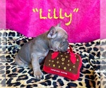 Small #3 French Bulldog