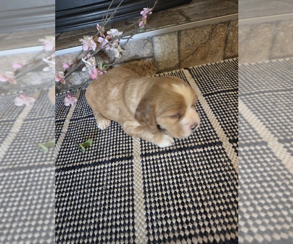 Medium Photo #1 Cocker Spaniel-English Springer Spaniel Mix Puppy For Sale in BAYLISS, CA, USA