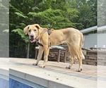Small #4 Anatolian Shepherd-Labrador Retriever Mix