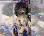 Small Photo #3 Pyredoodle Puppy For Sale in AQUILLA, TX, USA