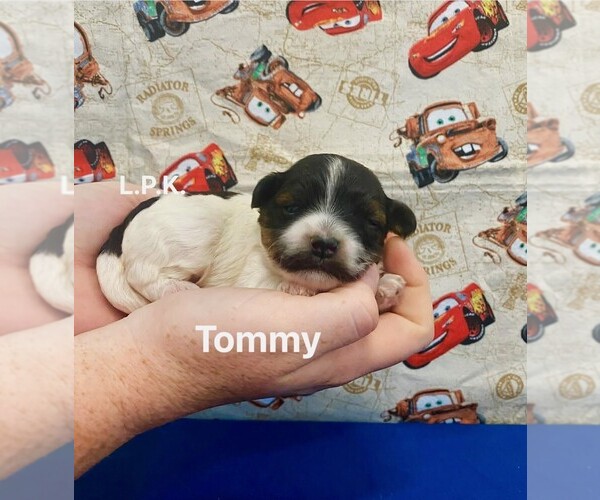 Medium Photo #1 Yorkipoo Puppy For Sale in WINNSBORO, LA, USA