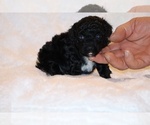 Small #3 Poodle (Toy)